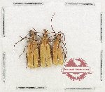 Scientific lot no. 100 Meloidae (3 pcs)