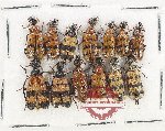 Scientific lot no. 89 Meloidae (13 pcs)