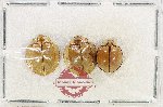 Scientific lot no. 167 Coccinelidae (3 pcs)