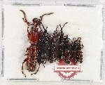 Scientific lot no. 183 Brenthidae (7 pcs)