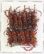 Scientific lot no. 175 Brenthidae (12 pcs)