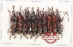 Scientific lot no. 178 Brenthidae (10 pcs)