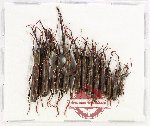Scientific lot no. 182 Brenthidae (12 pcs)