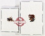 Scientific lot no. 179 Brenthidae (5 pcs)