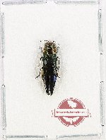 Agrilus sp. 89