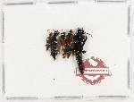 Scientific lot no. 312 Staphylinidae (5 pcs)