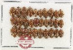 Scientific lot no. 236 Nitidulidae (30 pcs)
