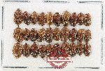 Scientific lot no. 235 Nitidulidae (30 pcs)