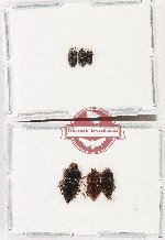 Scientific lot no. 239 Nitidulidae (6 pcs)