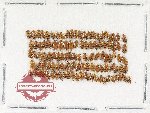 Scientific lot no. 238 Nitidulidae (105 pcs)