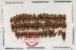 Scientific lot no. 237 Nitidulidae (60 pcs)