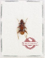 Tethionea sp. 2 (A2)