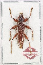 Callidiopini sp. 13
