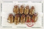 Scientific lot no. 320 Melolonthinae (9 pcs)