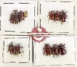 Scientific lot no. 322 Melolonthinae (11 pcs)