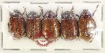 Scientific lot no. 315 Melolonthinae (5 pcs)