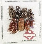 Scientific lot no. 323 Melolonthinae (8 pcs)