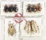 Scientific lot no. 319 Melolonthinae (9 pcs A, A-, A2)