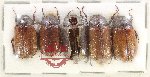 Scientific lot no. 314 Melolonthinae (5 pcs)