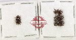 Scientific lot no. 325 Melolonthinae (4 pcs)