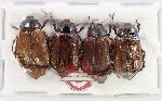 Scientific lot no. 321 Melolonthinae (4 pcs A2)