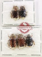 Scientific lot no. 318 Melolonthinae (5 pcs)