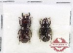Ceruchus lignarius