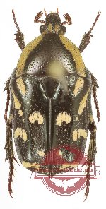 Stalagmosoma cynanki (5 pcs)