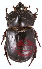 Papuana inermis (A-)