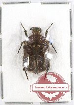 Protaetia (Pseudourbania) horaki Jákl (PARATYPUS) (5 pcs)