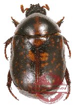 Parastazia nigriceps (black / orange form) (A2)