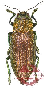 Chrysodema (s.str.) sekerkai Frank, 2022 (PARATYPE) (A2)