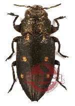 Chrysobothris (s.str.) purpureicollis Kerremans, 1900 (5 pcs A-/A2)