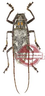 Batocera humeridens
