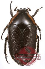 Digenethle cryptica Jákl, 2017 (PARATYPE)