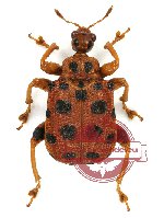 Attelabidae sp. 3 (5 pcs A2)