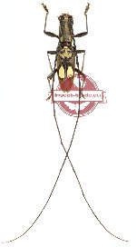 Olenecamptus sp. 1 (A-)