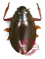 Gyrinidae sp. 6 (5 pcs)