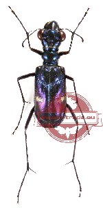 Therates fruhstorferi ssp. vitalisi (3 pcs A2)