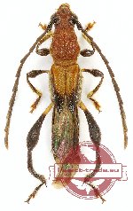 Merionoeda petramarketae Viktora, 2025 (A-)