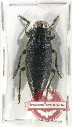 Cyphogastra (s.str.) sp. 35 (A-)