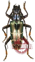 Sphingnotus insignis ssp.?