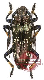 Sphingnotus dunningi