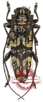 Falsotmesisternus zygoceroides Breuning, 1961 (A-)