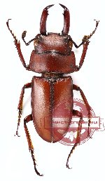 Dorcus elegantulus axis