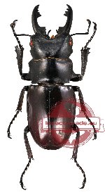 Odontolabis dalmanni ssp. subita (mesodonte)