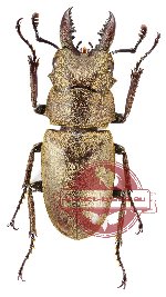 Prosopocoilus sericeus sericeus (A2)
