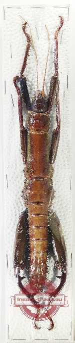 Phasmidae sp. 92 (AA-)