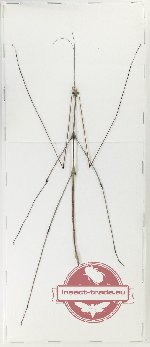 Scientific lot no. 50 Phasmidae (1 pc A2)