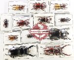 Scientific lot no. 70 Lucanidae (12 pcs)